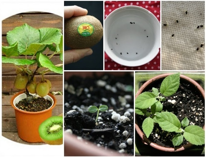 Как вырастить киви из семян дома