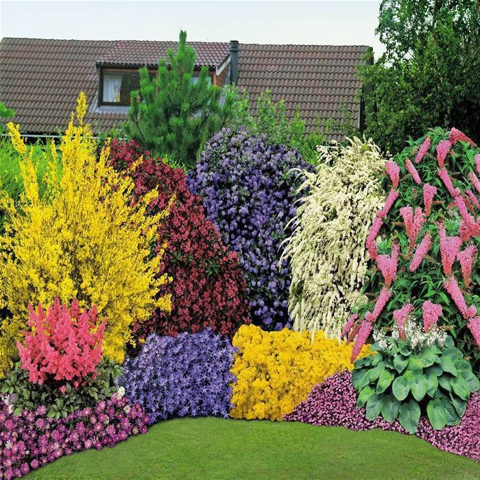 Обзор лучших сортов декоративных кустарников для обустройства сада