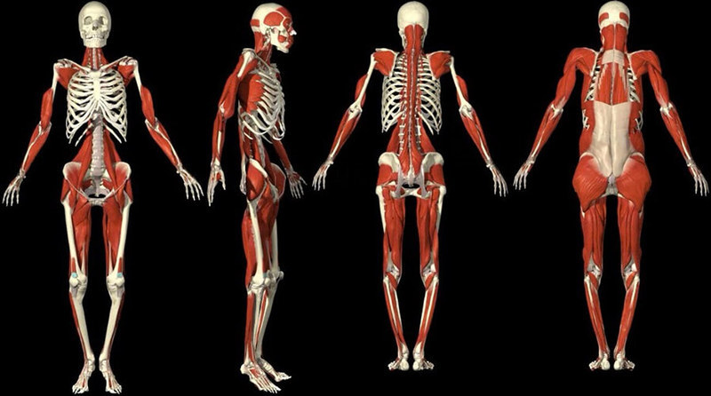 90% нарушений в скелетно-мышечной системе имеют висцеральный компонент