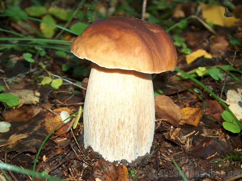 Как вырастить белые грибы на своем участке