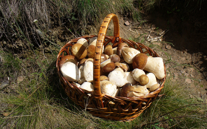 Как вырастить белые грибы на своем участке