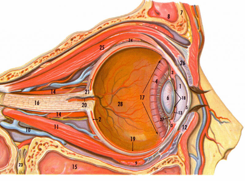 Анатомия глаза человека фото