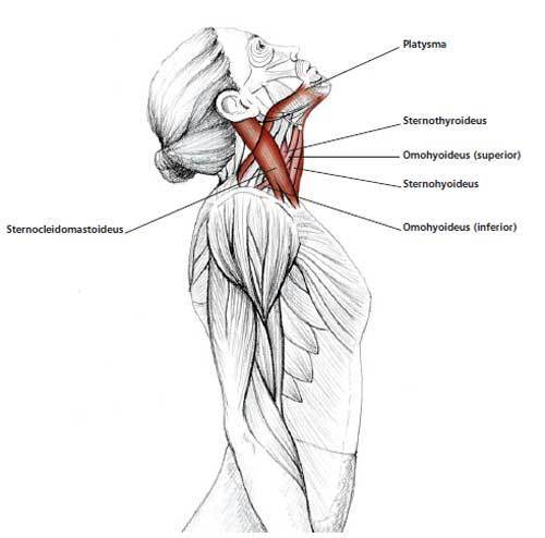 Изображение - Растяжка суставов и мышц content_neck_stretching__econet_ru