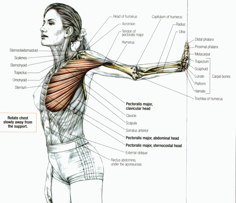 Изображение - Растяжка суставов и мышц content_stretching_the_pectoral_muscles__econet_ru