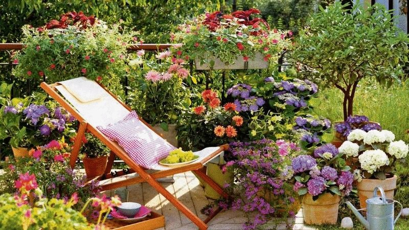 Контейнерный сад—цветы во дворе