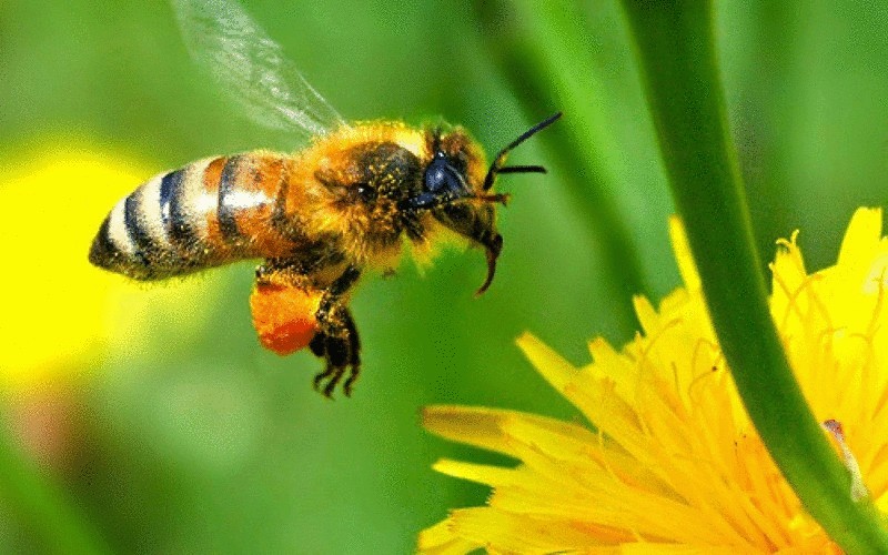 5000 медоносных пчел будут оснащены датчиками