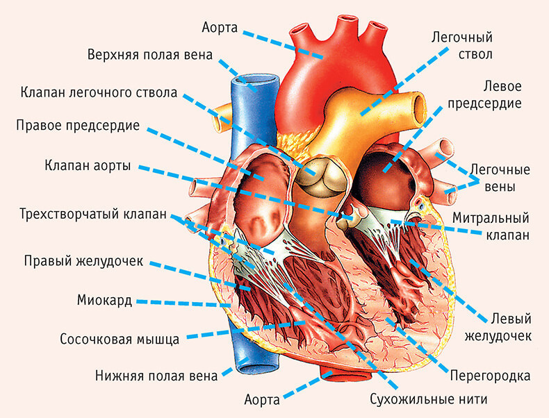 Если хотите иметь здоровое сердце, отрегулируйте работу органов пищеварения  