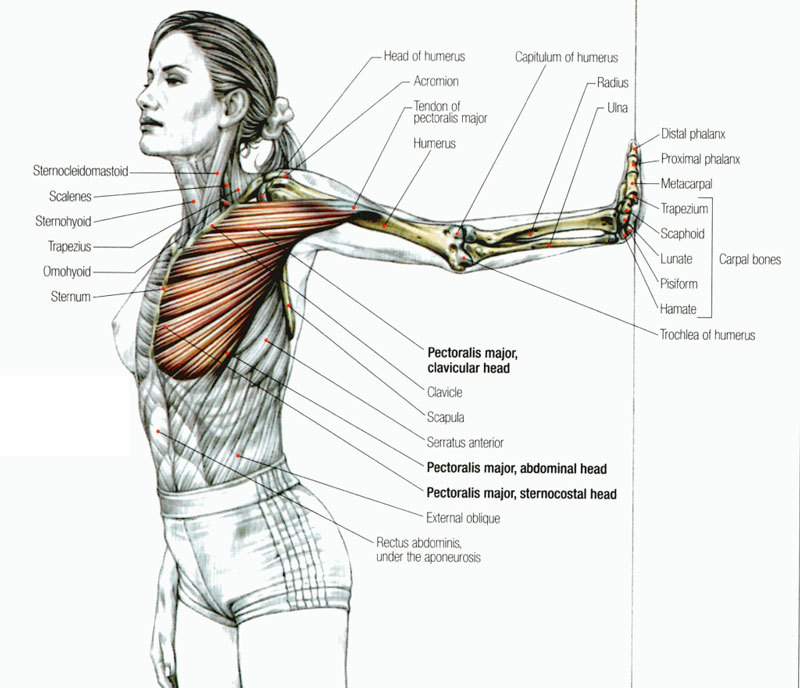 Упражнения Камиллы Волер для укрепления груди 