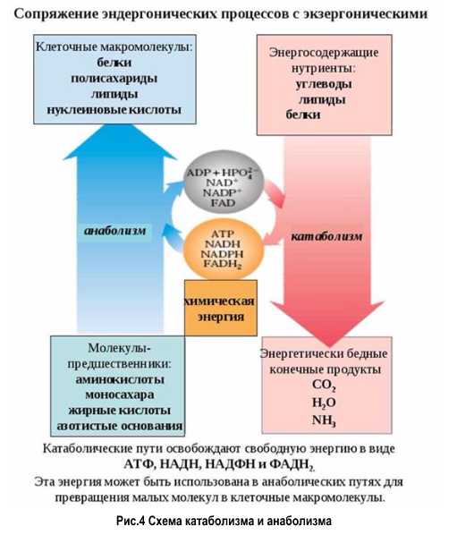 Прокариотические Организмы И Их Роль В Биоценозах Доклад