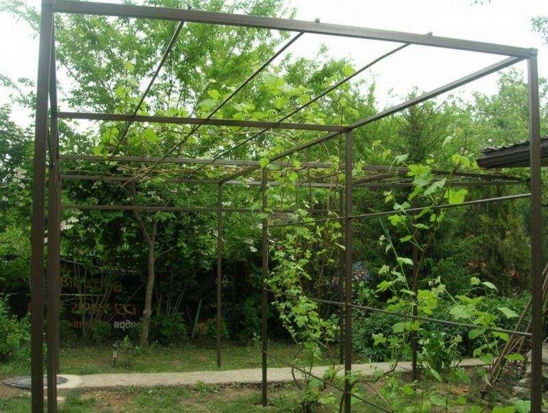 Ограда для винограда своими руками фото
