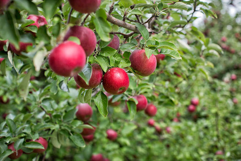 Как вырастить яблоню из семечка