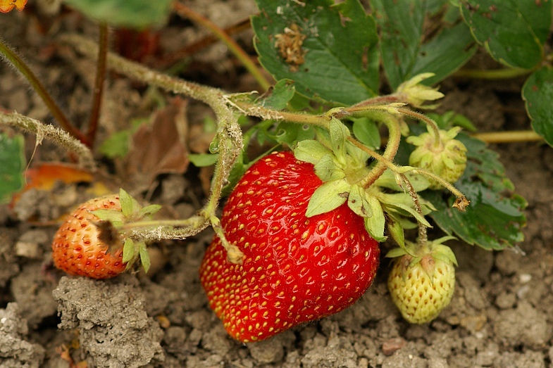 Что делать, если ягоды в саду измельчали