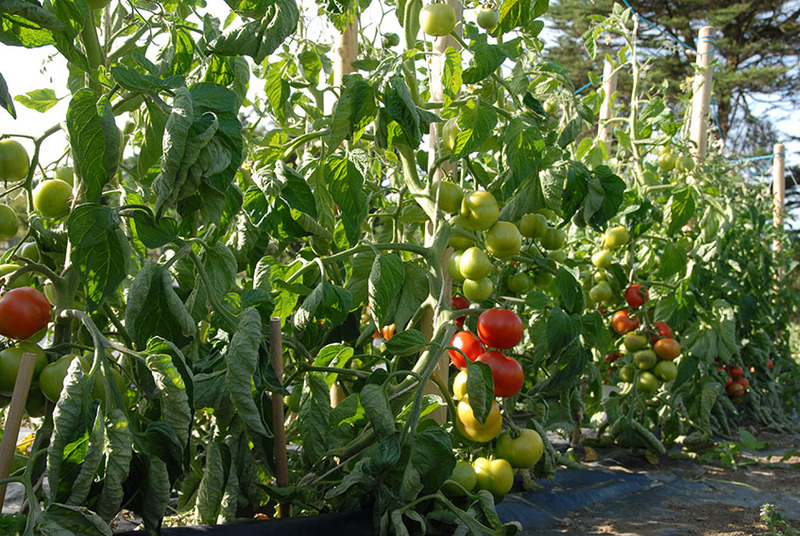 4 основных правила выращивания помидоров