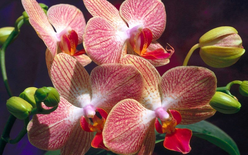 Как «заставить» зацвести орхидею