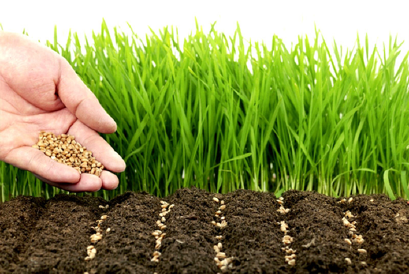 Хитрости посадки газона: как обеспечить всхожесть травы в сухой период