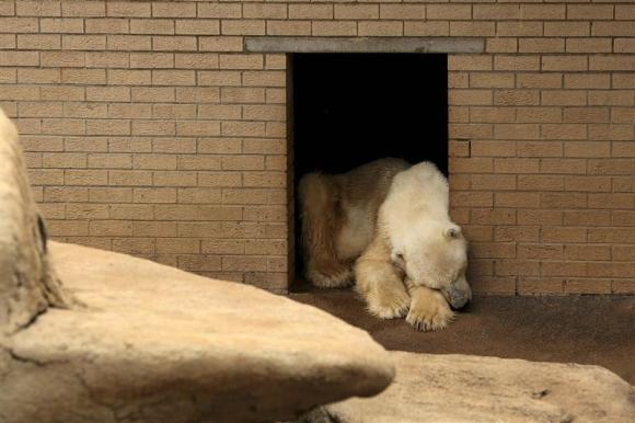 Умер последний в Африке белый медведь