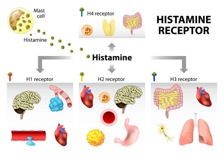 Гистаминовый цикл-1: что такое гистамин