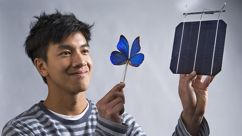 Крылья бабочки вдохновили ученых на создание новых солнечных технологий
