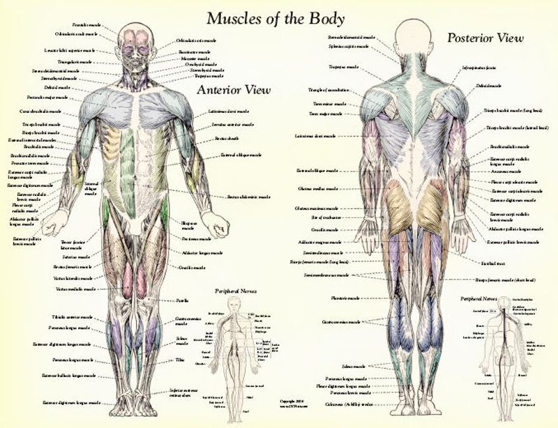 Биоэнергетические упражнения Лоуэна: гармония разума и тела!