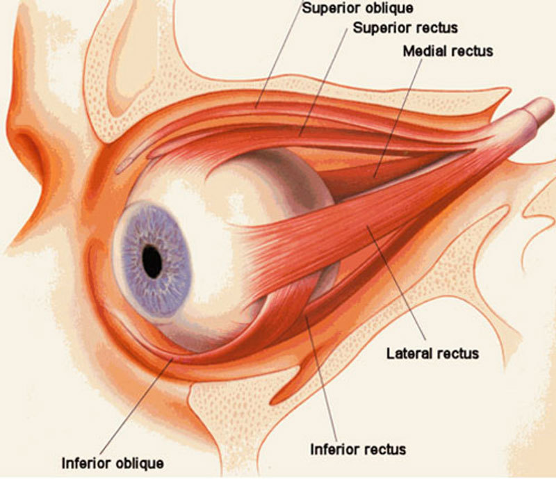 Аюрведа: Корень причины, по которой падает зрение, находится в кишечнике
