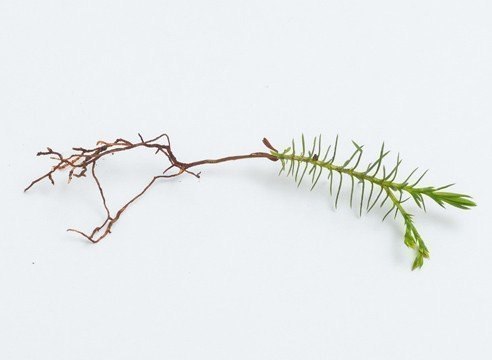 Как вырастить тую из семян: самая простая и удобная технология
