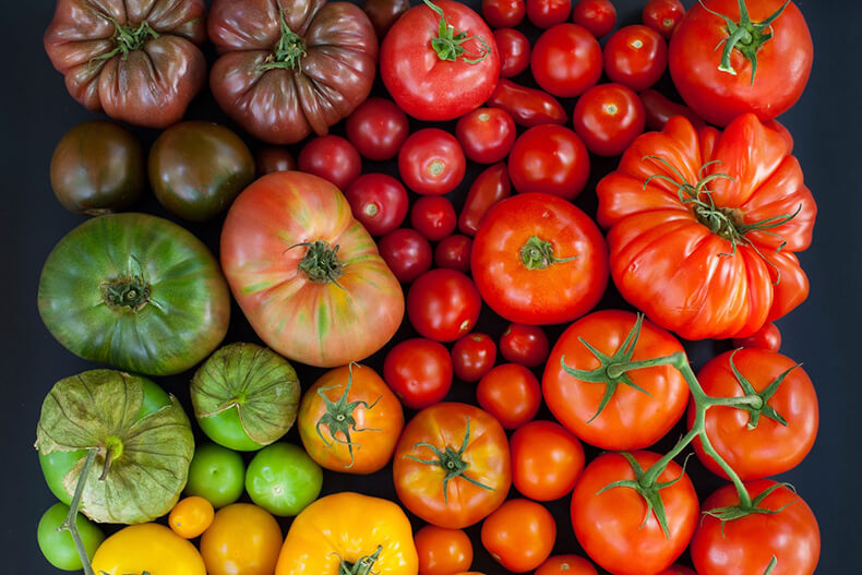 томаты в открытом грунте: лучшие сорта для средней полосы