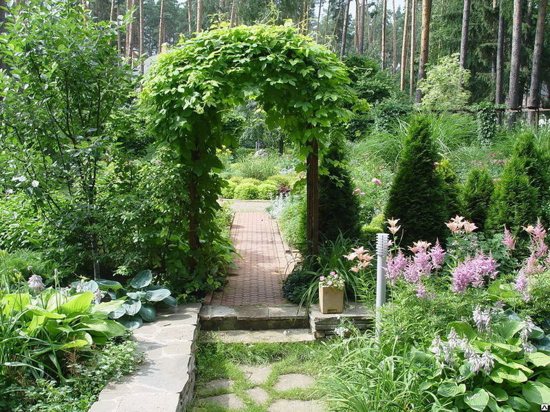 Опоры, арки, кустодержатели и шпалеры на садовом участке