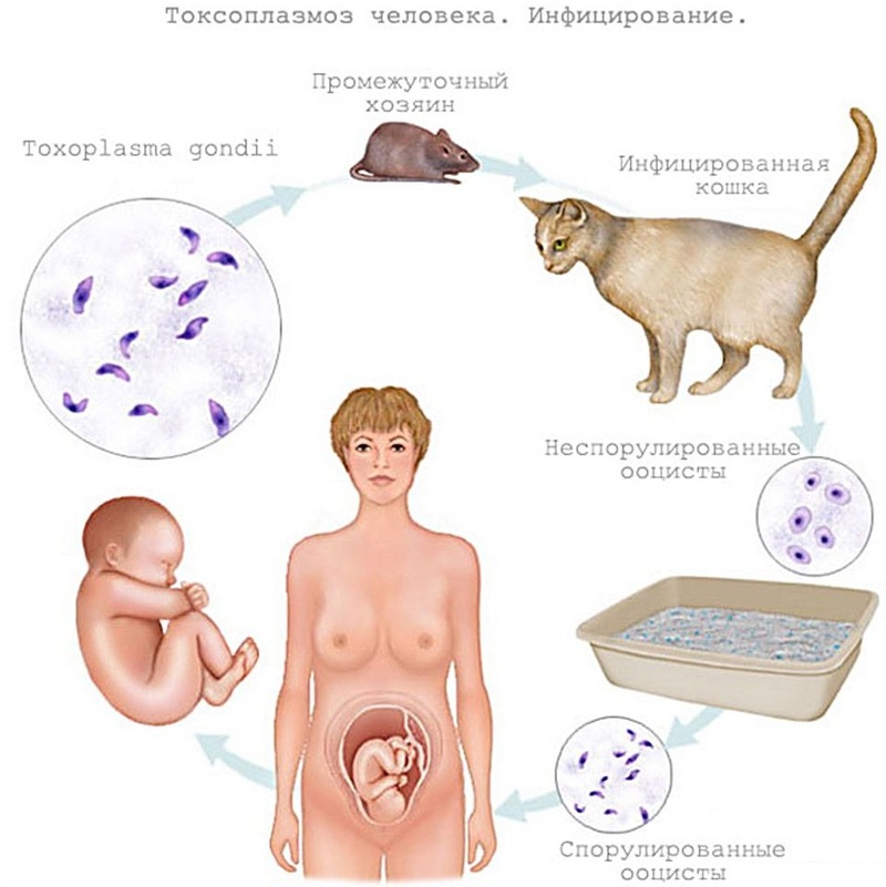 Токсоплазмоз и беременность лечение народными средствами thumbnail