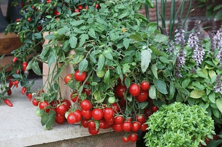 Ранние сорта томатов для балконов и домашнего огорода