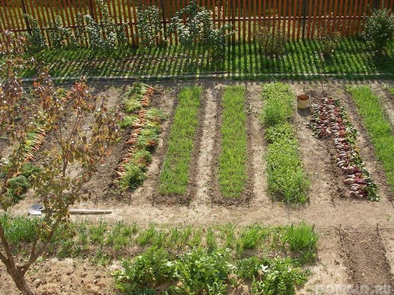 Как расположить посадку овощей на огороде фото