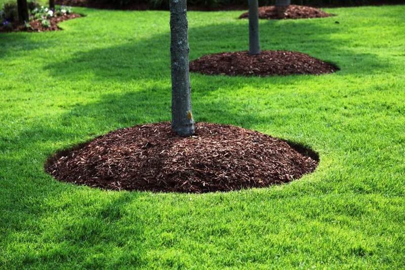 Как украсить приствольные круги деревьев в саду