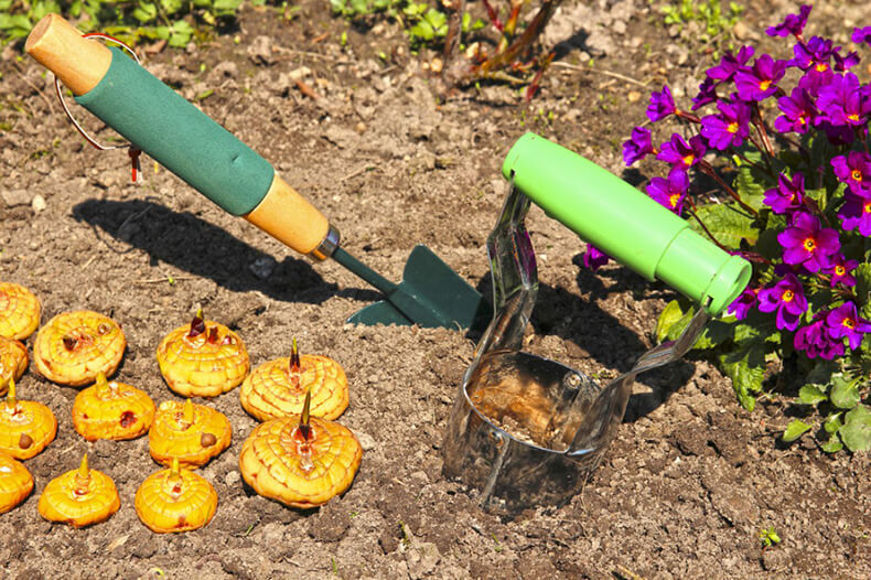 Гладиолусы: Когда выкапывать луковицы и как их хранить
