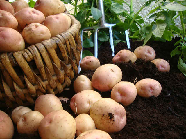 content seed potatoes