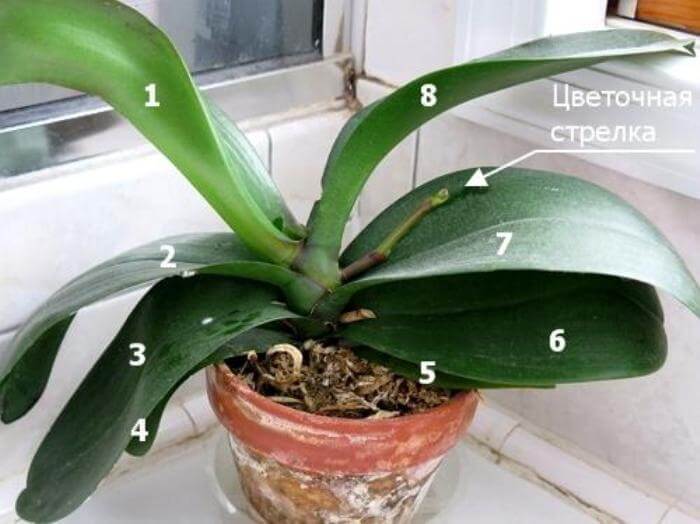 content orhideya2 1