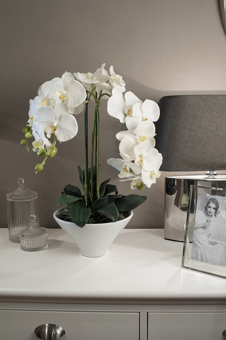Орхидея – уход в домашних условиях за цветущими растениями, фото