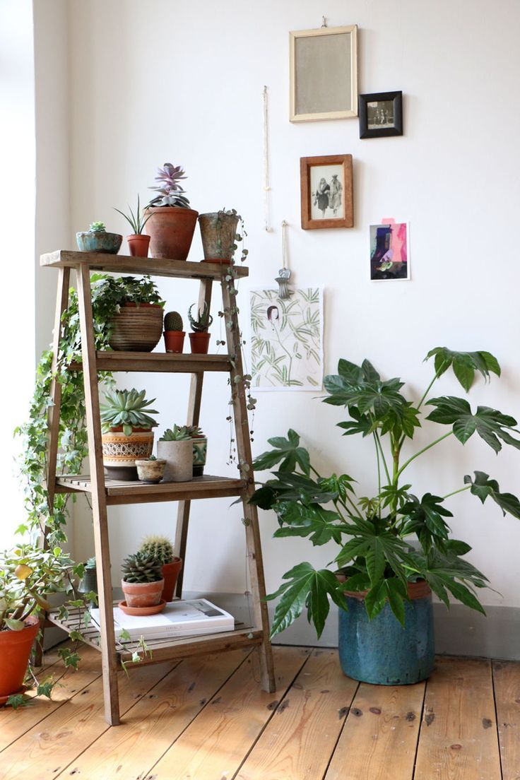 10 лучших подкормок для комнатных растений