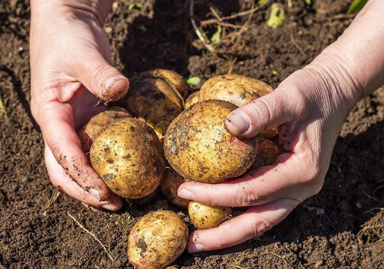 Как правильно отобрать картофель на семена