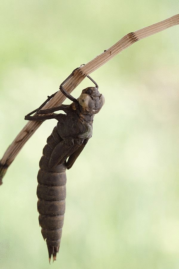 Фоторепортаж — рождение стрекозы