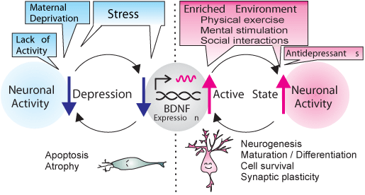 Прокачать BDNF — нейротрофический фактор мозга