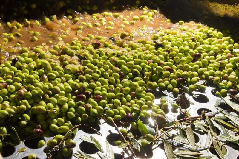Отходы оливкового масла как биотопливо 