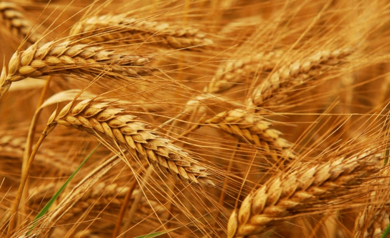 11 способов, которыми глютен и пшеница могут навредить здоровью