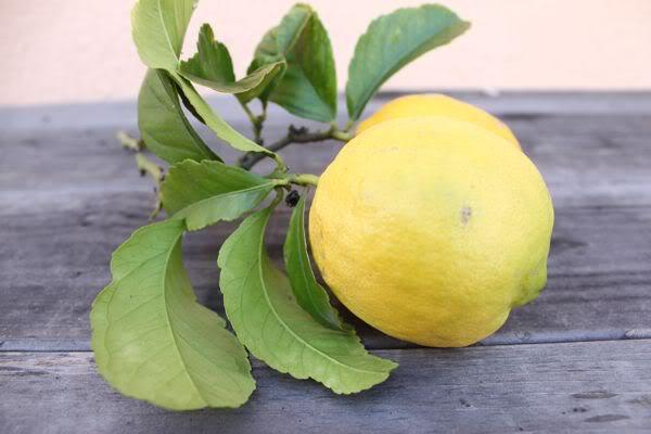 Ферментированный лимон в 3 раза полезнее, чем обычный!