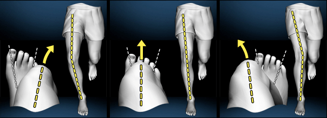 Биомеханика работы коленного сустава