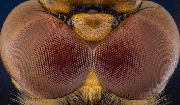 Макрофотографии насекомых  от Kutub Uddin