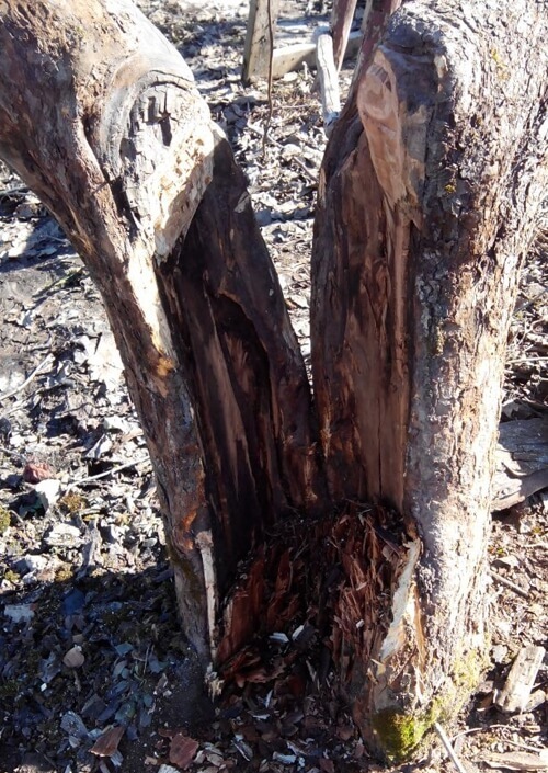 Морозобоина на плодовых деревьях: выявляем, лечим, предотвращаем