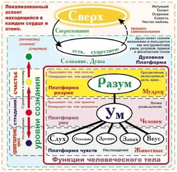 чем отличается ум и разум. Смотреть фото чем отличается ум и разум. Смотреть картинку чем отличается ум и разум. Картинка про чем отличается ум и разум. Фото чем отличается ум и разум