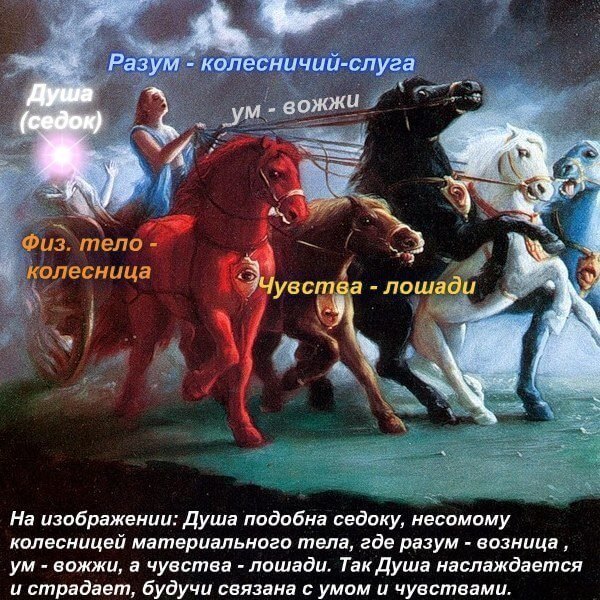 чем отличается ум и разум. Смотреть фото чем отличается ум и разум. Смотреть картинку чем отличается ум и разум. Картинка про чем отличается ум и разум. Фото чем отличается ум и разум