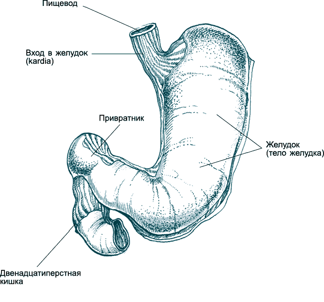 Где находится привратник. Отделы желудка анатомия латынь. Желудок анатомия латынь. Строение желудка анатомия латынь. ЖКТ анатомия латынь.