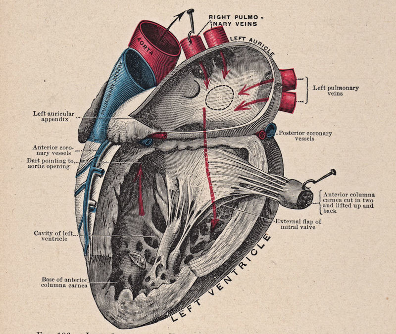 Быстрое сердце: Сердечные аритмии — ЧТО делать
