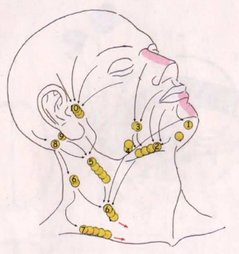 Схема расположения лимфоузлов на лице